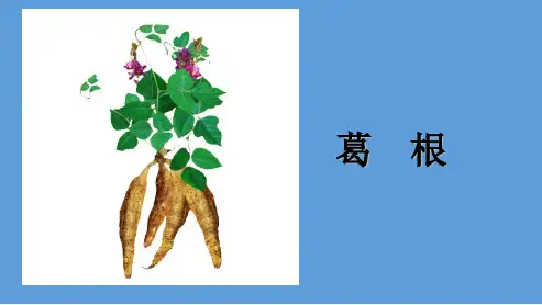 培训 葛根(课堂PPT)