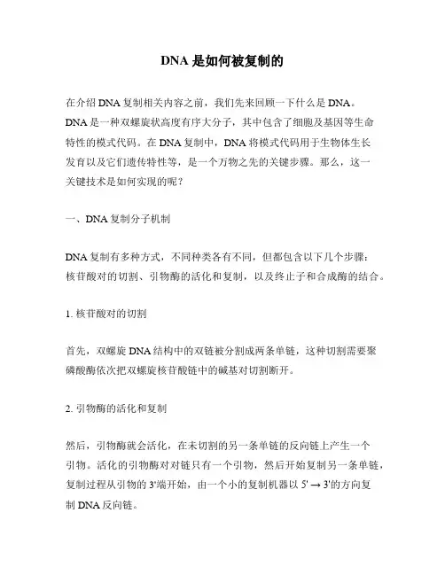 DNA是如何被复制的