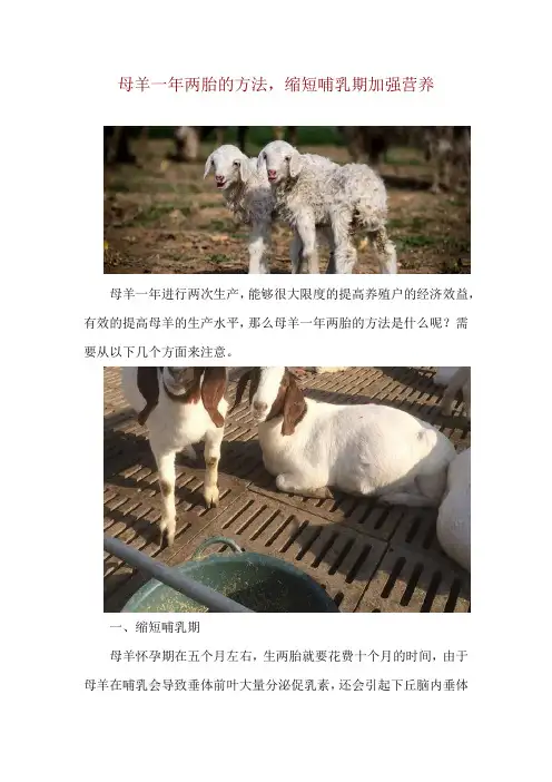 母羊一年两胎的方法,缩短哺乳期加强营养