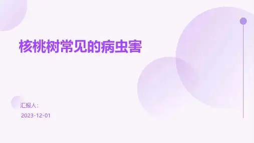 核桃树常见的病虫害