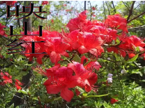 音乐西南师大版五年级上册《葫芦丝吹奏》课件公开课