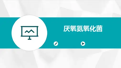 厌氧氨氧化菌PPT