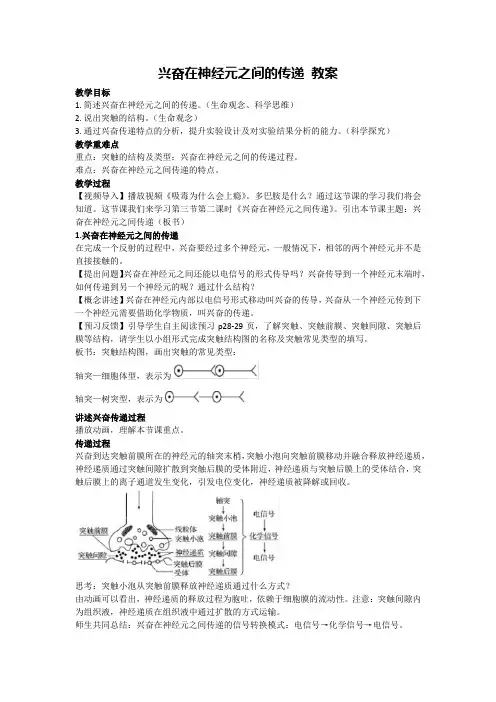2.3.1 兴奋在神经元之间的传递 教案-2024-2025学年高二上学期生物人教版选择性必修1