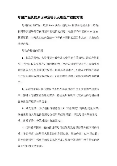 母猪产程长的原因和危害以及缩短产程的方法