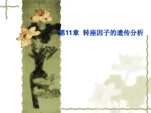 第11章.转座子的遗传分析