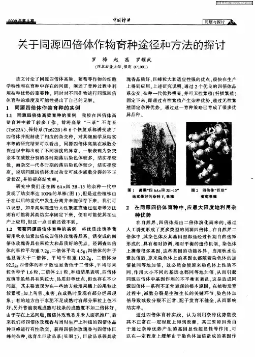 关于同源四倍体作物育种途径和方法的探讨