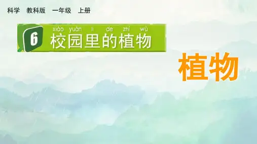 科教版一年级科学上册校园里的植物课件