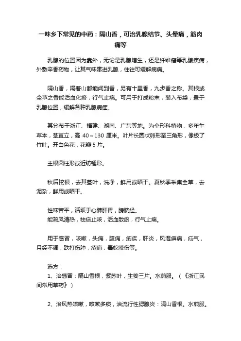 一味乡下常见的中药：隔山香，可治乳腺结节、头晕痛，筋肉痛等