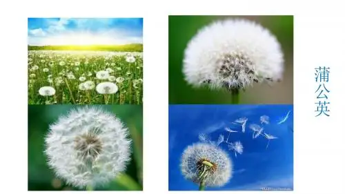 部编版二年级上册3.《植物妈妈有办法》 课件
