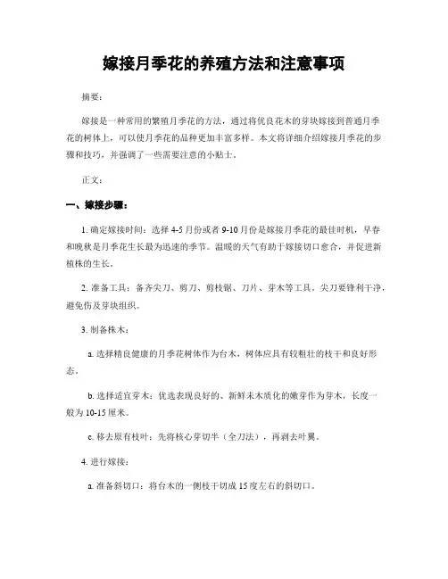 嫁接月季花的养殖方法和注意事项