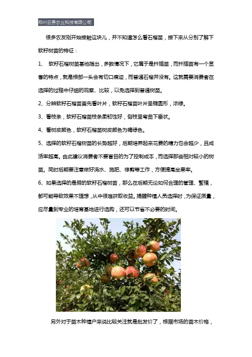 从哪几点观察突尼斯软籽石榴树苗是正宗的