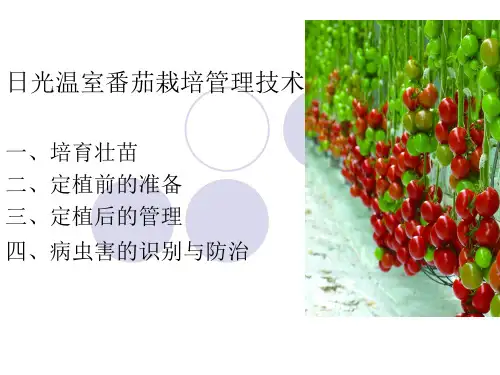 番茄栽培管理技术精品PPT课件