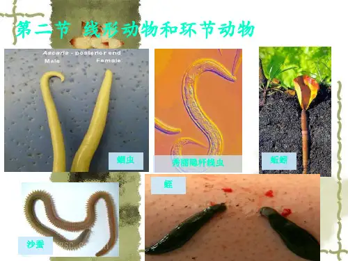 5.线形动物和环节动物课件(共24张)(人教版生物)