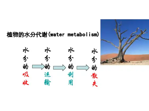 植物生理学植物水分生理