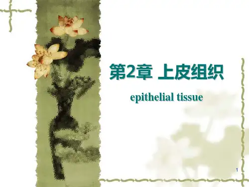 组织学与胚胎学：02上皮组织