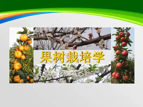 果树生产概述(PPT 31页)