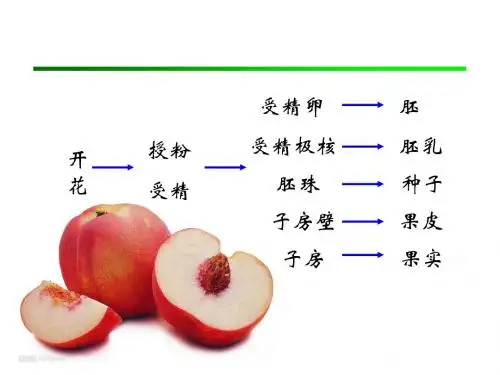 第十一章  植物成熟和衰老的生理