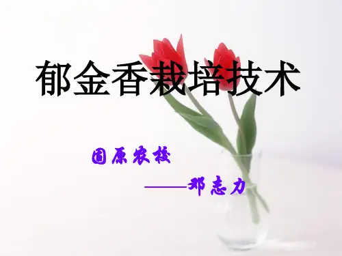 《郁金香栽培技术》PPT课件