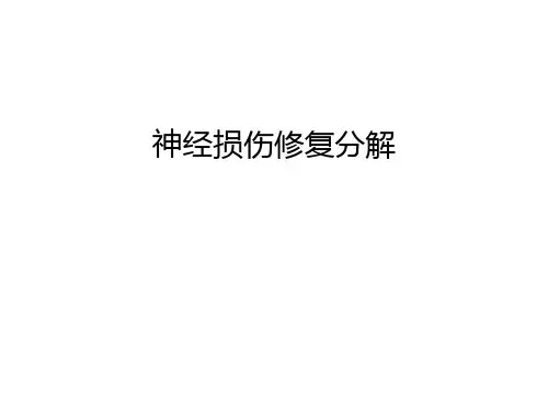 神经损伤修复分解教学内容