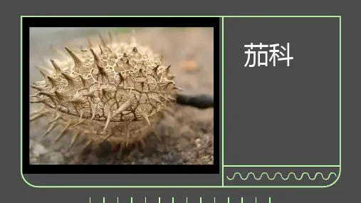 茄科植物