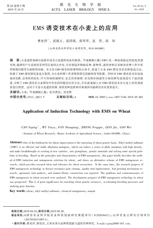 ems诱变技术在小麦上的应用