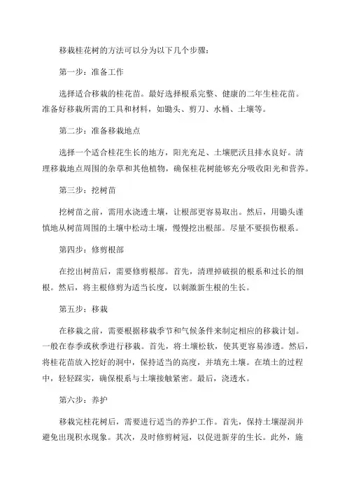 桂花树二年苗移栽方法