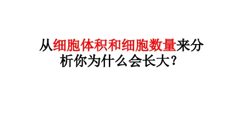 有丝分裂专题复习课件28ppt