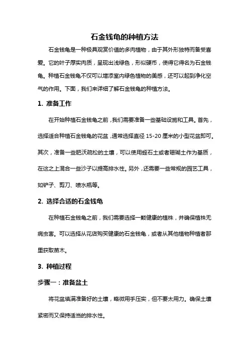 石金钱龟的种植方法