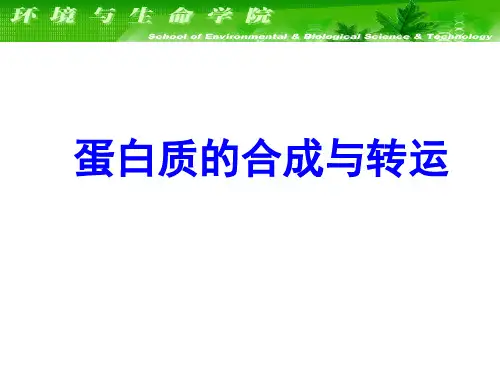 大连理工大学生物化学课件--蛋白质合成与转运