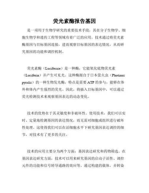 荧光素酶报告基因