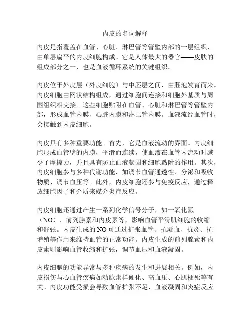 内皮的名词解释