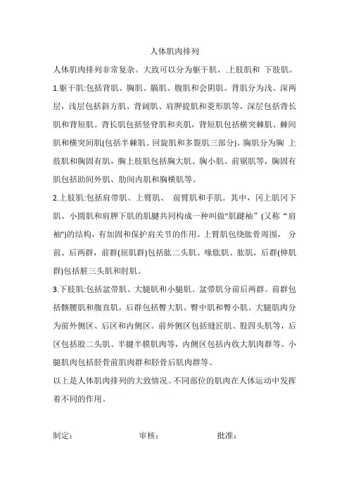 人体肌肉排列