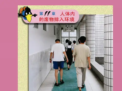 七年级生物下册《11-1 人体泌尿系统的组成》 ppt课件