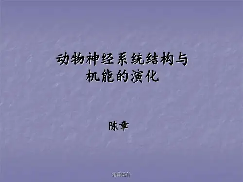动物神经系统的演化