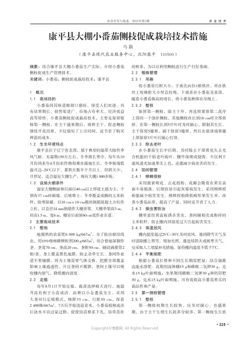 康平县大棚小番茄侧枝促成栽培技术