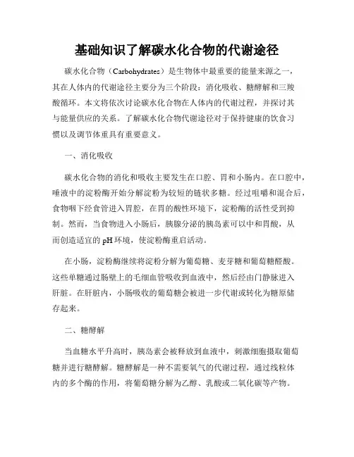 基础知识了解碳水化合物的代谢途径
