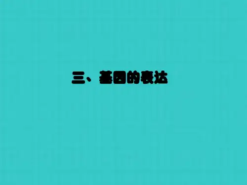基因的表达  翻译
