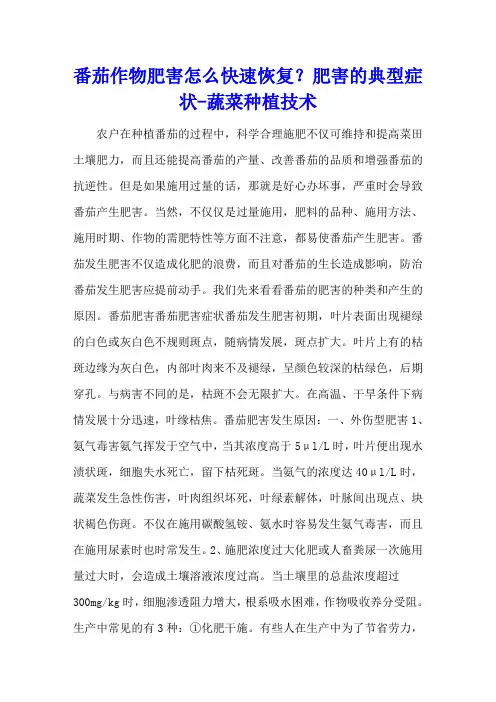 番茄作物肥害怎么快速恢复？肥害的典型症状 - 蔬菜种植技术