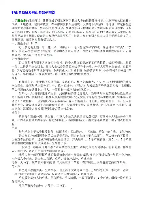 野山参特征及野山参如何辨别