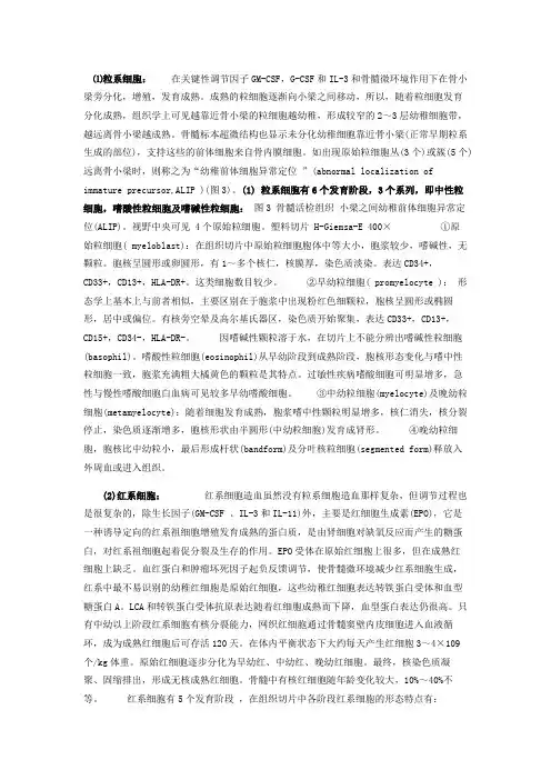 髓系淋巴系区别