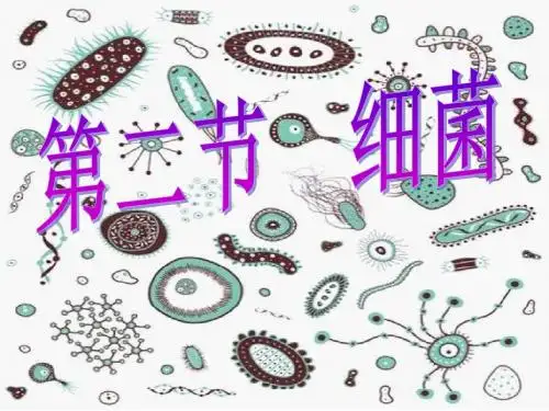 【初中生物】细菌PPT课件65