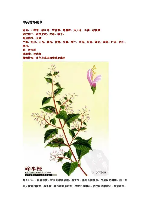 中药材冬凌草