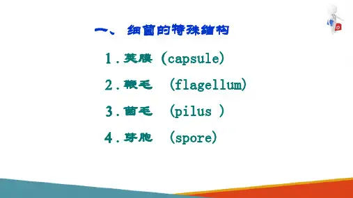 细菌的基本性状—细菌的特殊结构(微生物检验课件)