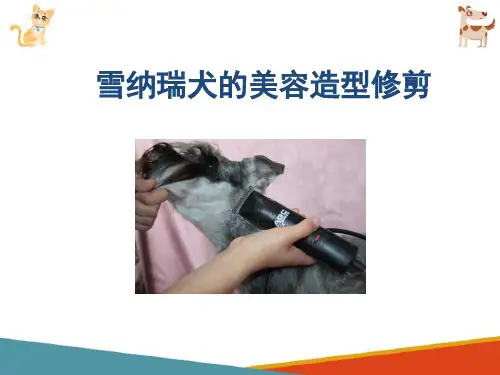 宠物犬的美容造型修剪—雪纳瑞犬的美容造型修剪(宠物美容课件)
