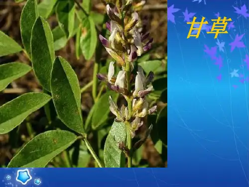 甘草一