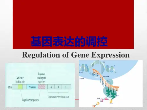 基因表达调控(分组)