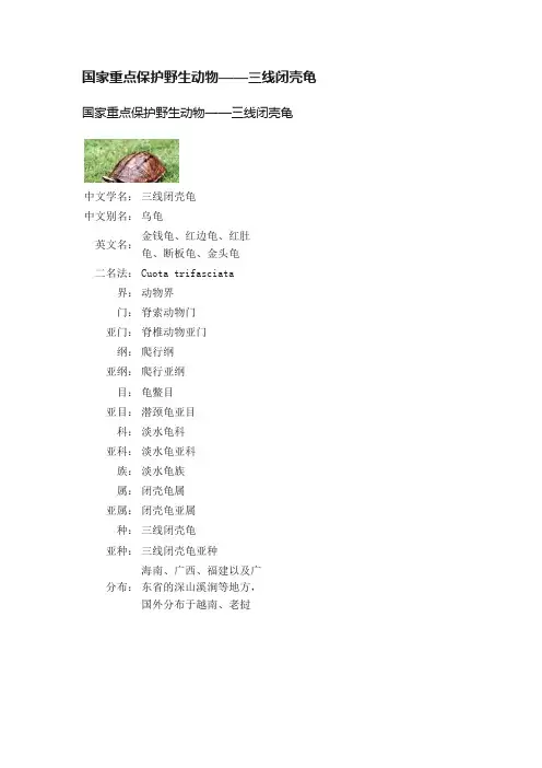 国家重点保护野生动物——三线闭壳龟