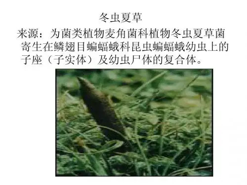 冬虫夏草课件