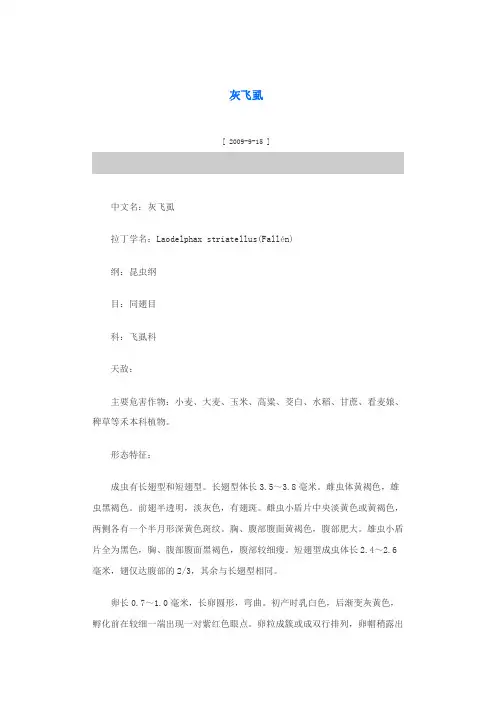 灰飞虱