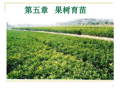 果树育苗技术PPT精选文档